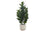 PLANTE ARTIFICIELLE - 31"H / GARCINIA INTERIEUR POT 7"