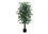 PLANTE ARTIFICIELLE - 58"H / FICUS INTERIEUR POT 6"