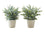 PLANTE ARTIFICIELLE - 2PCS / 13"H EUCALYPTUS/ HERBE/ 4" POT