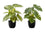 PLANTE ARTIFICIELLE - 2PCS / 13"H MONSTERA/CALATHEA/ 4" POT