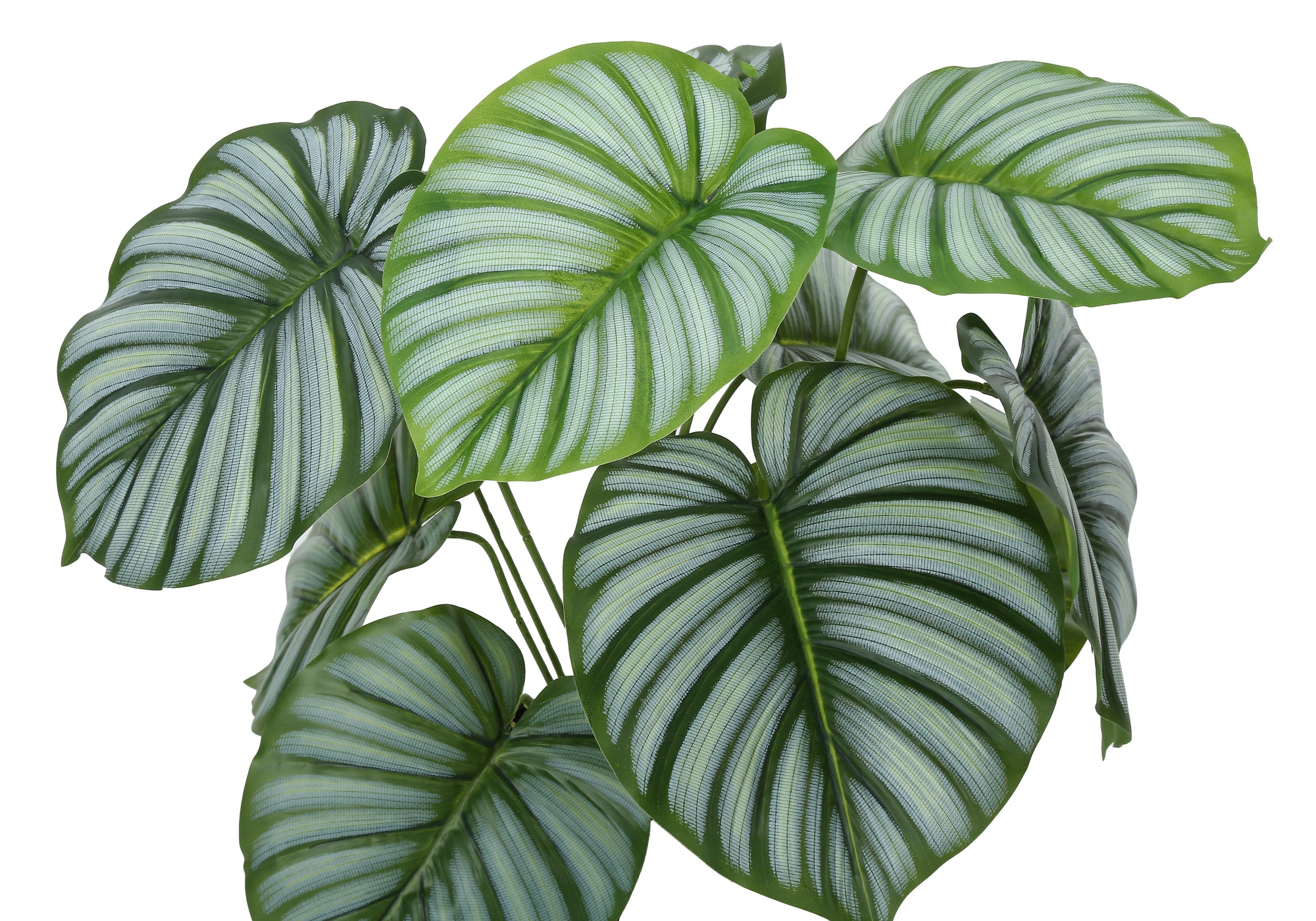 PLANTE ARTIFICIELLE - 24"H / CALATHEA INTERIEUR POT 5"