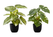PLANTE ARTIFICIELLE - 2PCS / 13"H MONSTERA/CALATHEA/ 4" POT