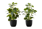 PLANTE ARTIFICIELLE - 2PCS / 14"H FICUS ELASTICA EN 4" POT
